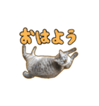 カラフル文字 猫スタンプ！！（個別スタンプ：8）