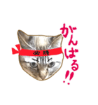 カラフル文字 猫スタンプ！！（個別スタンプ：22）