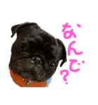 パグはPUG  vol.9（個別スタンプ：1）