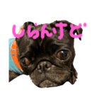 パグはPUG  vol.9（個別スタンプ：2）