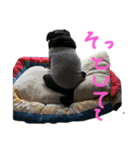 パグはPUG  vol.9（個別スタンプ：3）