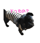 パグはPUG  vol.9（個別スタンプ：4）