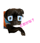 パグはPUG  vol.9（個別スタンプ：6）