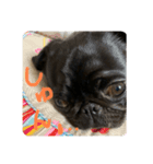 パグはPUG  vol.9（個別スタンプ：7）