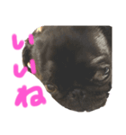 パグはPUG  vol.9（個別スタンプ：8）