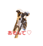 イタグレてぃののスタンプ（個別スタンプ：5）