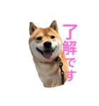 柴犬のここスタンプ（個別スタンプ：1）