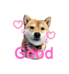 柴犬のここスタンプ（個別スタンプ：2）