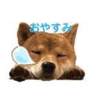 柴犬のここスタンプ（個別スタンプ：3）