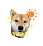 柴犬のここスタンプ（個別スタンプ：4）