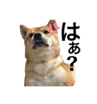 柴犬のここスタンプ（個別スタンプ：6）