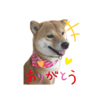 柴犬のここスタンプ（個別スタンプ：7）