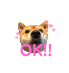 柴犬のここスタンプ（個別スタンプ：8）