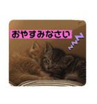 うるちゃとスタンプ3（個別スタンプ：1）