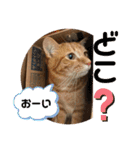 うるちゃとスタンプ3（個別スタンプ：13）
