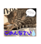 うるちゃとスタンプ3（個別スタンプ：17）