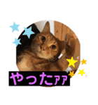 うるちゃとスタンプ3（個別スタンプ：23）