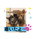 うるちゃとスタンプ3（個別スタンプ：24）
