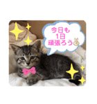 うるちゃとスタンプ3（個別スタンプ：29）