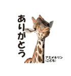 どうぶつのスタンプ 1（個別スタンプ：2）