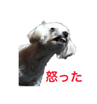 忠犬メリ公（個別スタンプ：1）