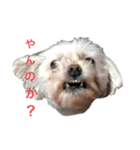 忠犬メリ公（個別スタンプ：2）