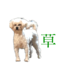 忠犬メリ公（個別スタンプ：4）