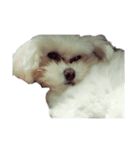 忠犬メリ公（個別スタンプ：5）