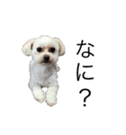 忠犬メリ公（個別スタンプ：6）