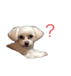 忠犬メリ公（個別スタンプ：7）