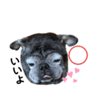 黒パグこりきver.3（個別スタンプ：9）