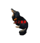 愛犬の日常！？（個別スタンプ：1）