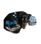 愛犬の日常！？（個別スタンプ：3）