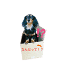 愛犬の日常！？（個別スタンプ：4）