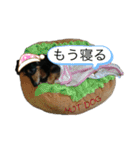 愛犬の日常！？（個別スタンプ：5）