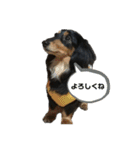 愛犬の日常！？（個別スタンプ：6）