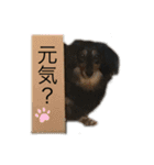 愛犬の日常！？（個別スタンプ：8）
