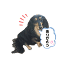 愛犬の日常！？（個別スタンプ：12）