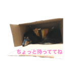 愛犬の日常！？（個別スタンプ：13）