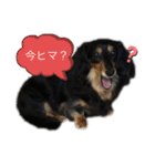 愛犬の日常！？（個別スタンプ：14）
