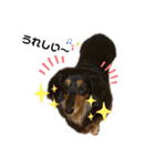 愛犬の日常！？（個別スタンプ：16）