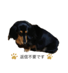 愛犬の日常！？（個別スタンプ：17）