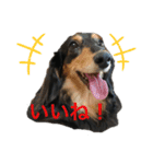 愛犬の日常！？（個別スタンプ：21）
