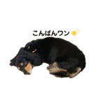 愛犬の日常！？（個別スタンプ：23）