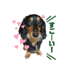 愛犬の日常！？（個別スタンプ：24）