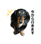 愛犬の日常！？（個別スタンプ：26）