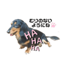 愛犬の日常！？（個別スタンプ：29）