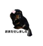 愛犬の日常！？（個別スタンプ：31）