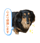 愛犬の日常！？（個別スタンプ：32）
