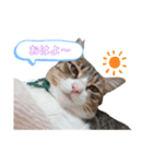 キジシロちゃんスタンプ（個別スタンプ：1）